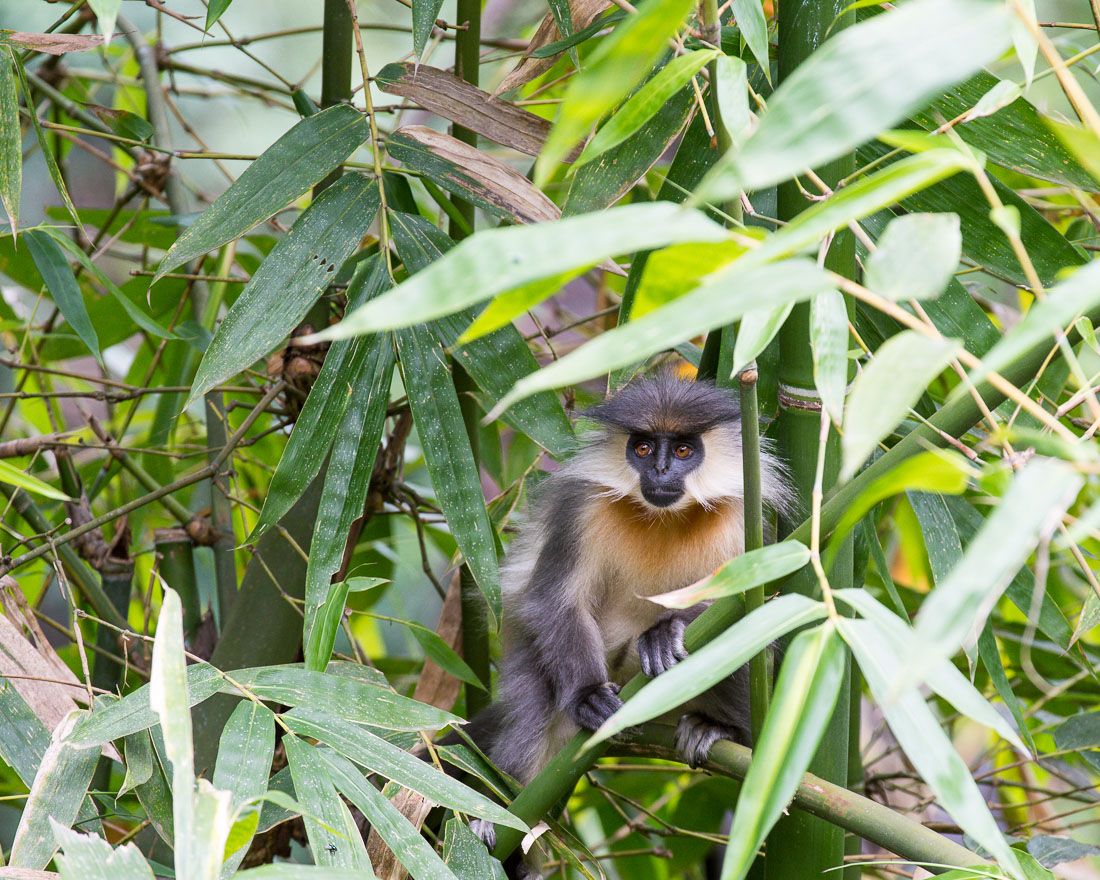 Gray langur, Semnopithecus entellus on the west side of Bhutan. Kingdom of Bhutan, Asia.