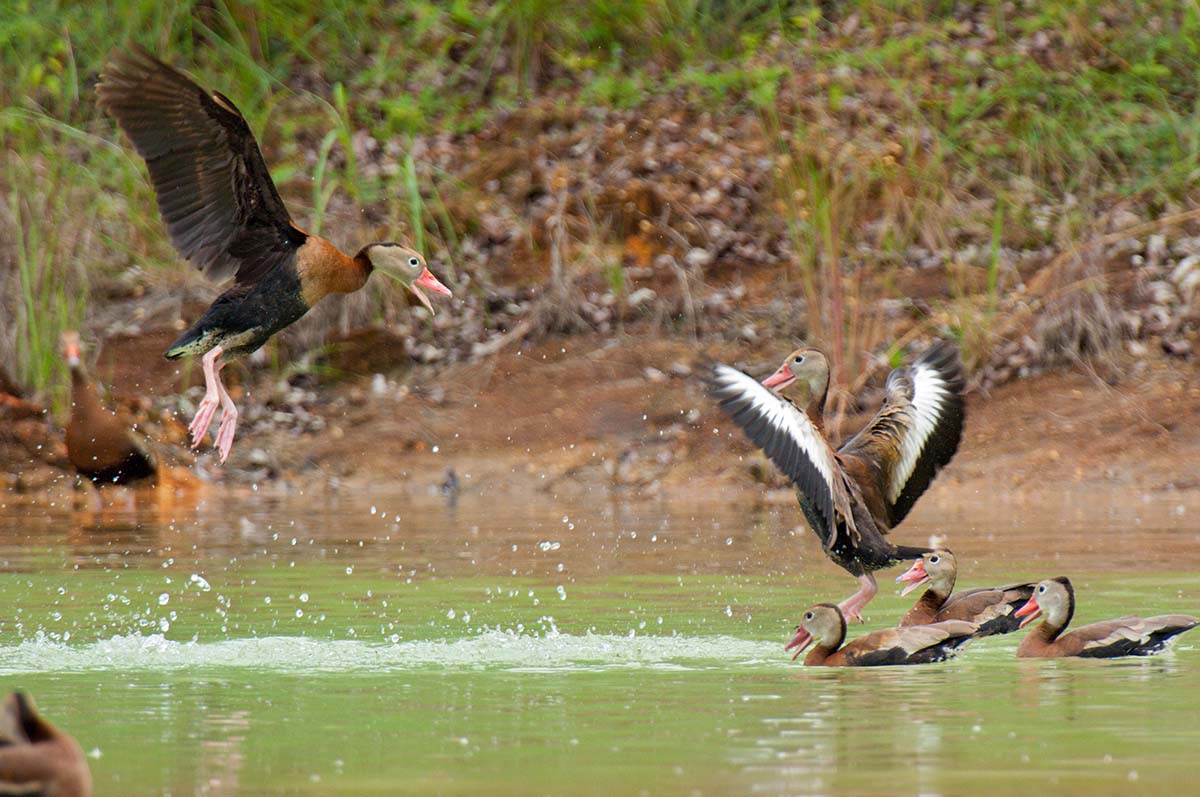 Black-bellied whistling duck, Belize