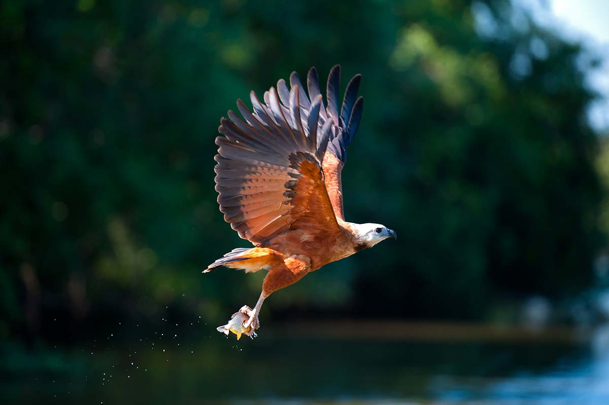 Black-collared_hawk_2009_0018.jpg