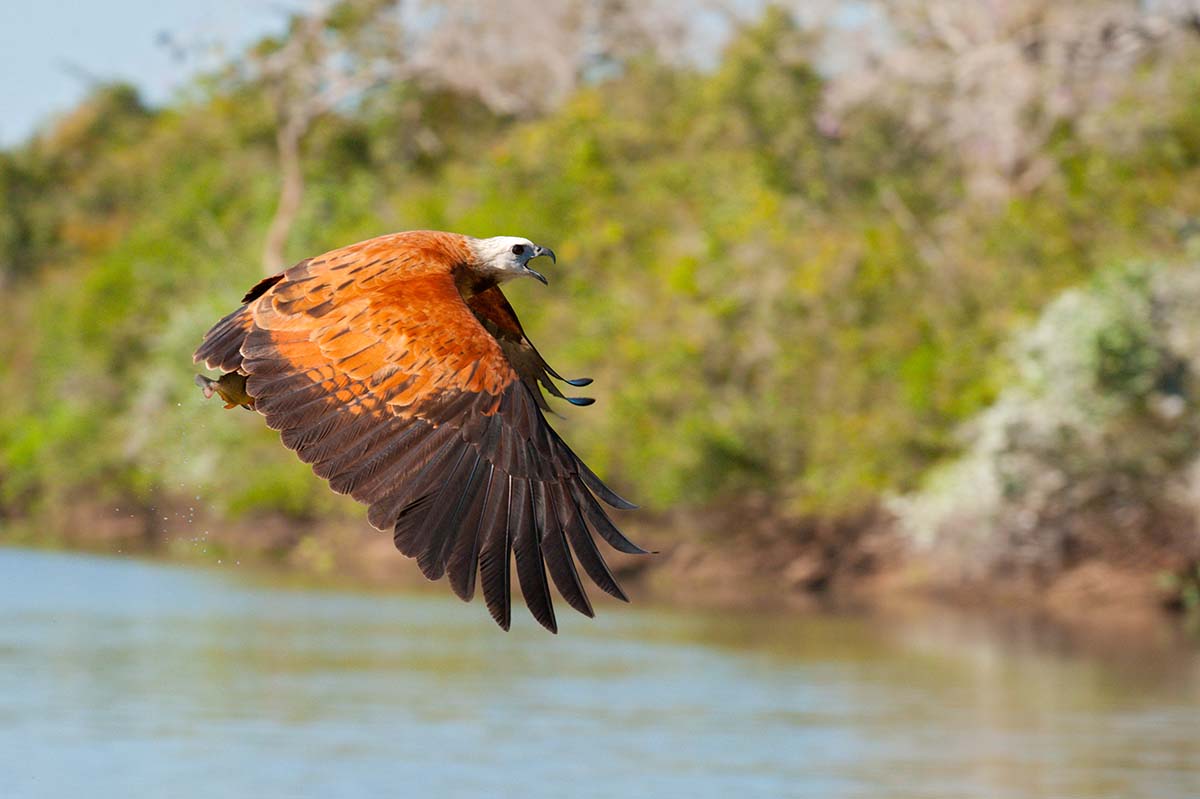 Black-collared_hawk_2009_0019.jpg