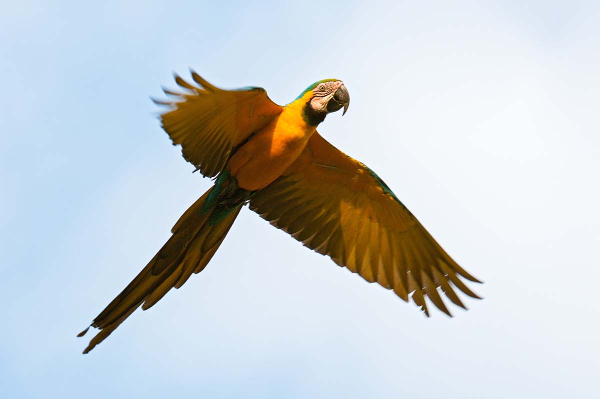 Blue_yellow_macaws_0016.jpg