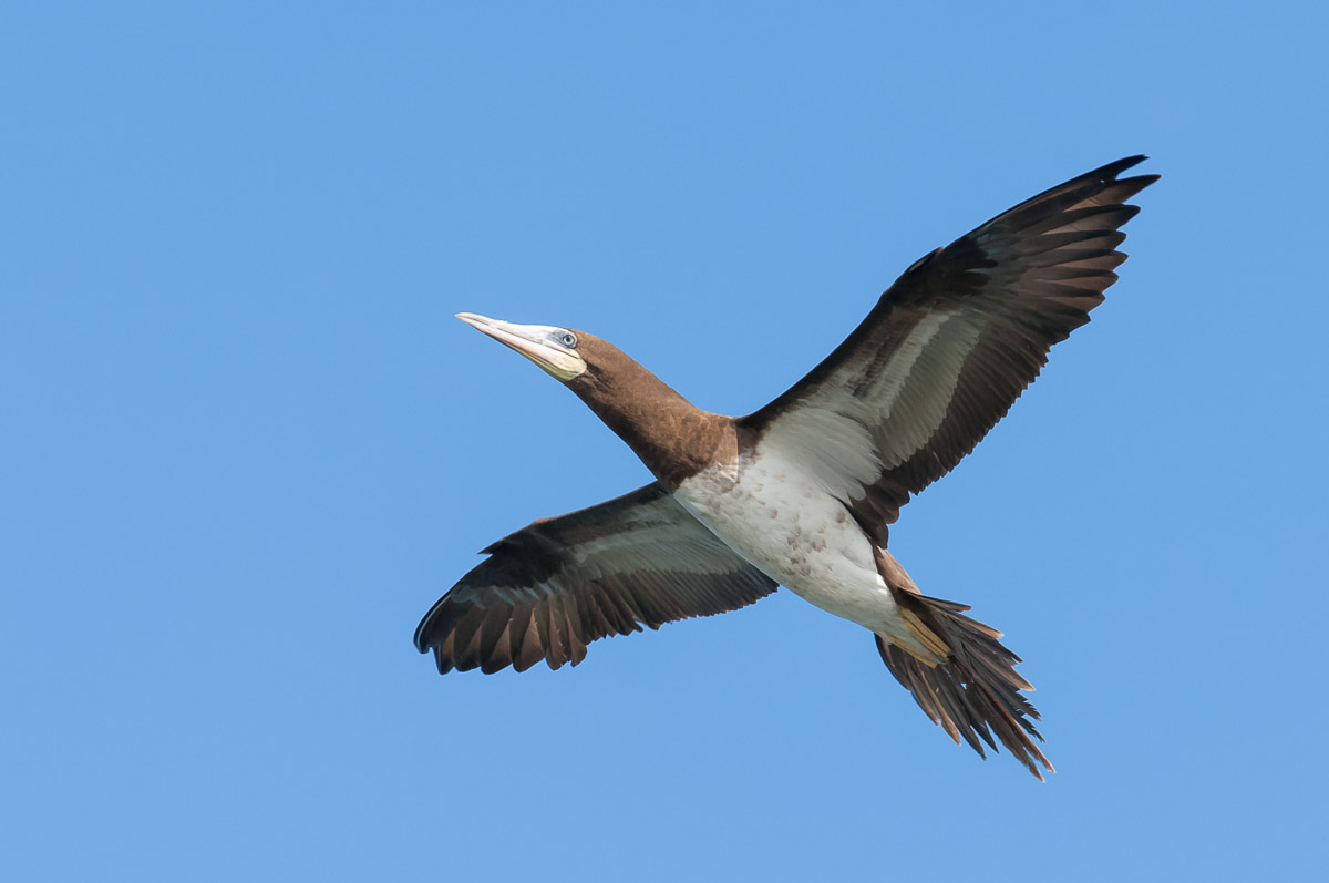 Brown booby, Belize