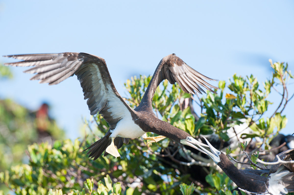 Brown boobies, Sula leucogaster, during early morning courtshipping at Man of War Caye, Belize, Central America