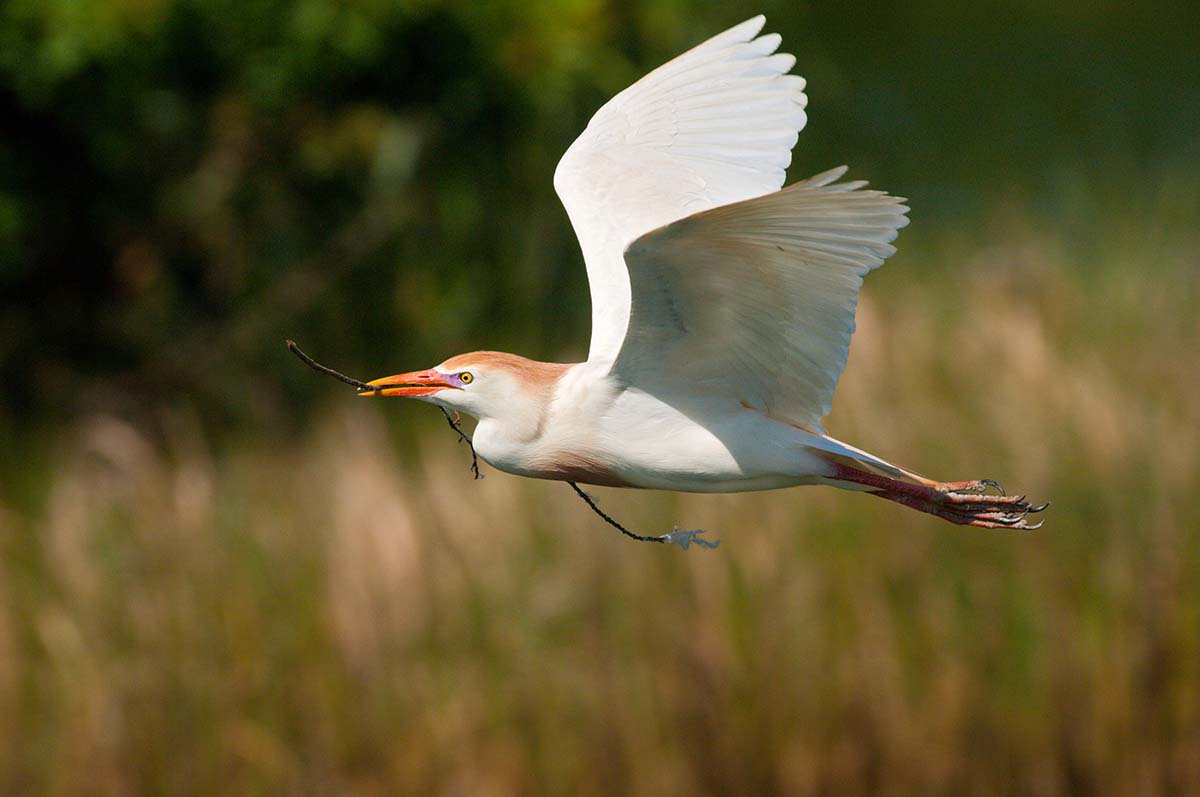 Cattle_egret_2008_0016.jpg