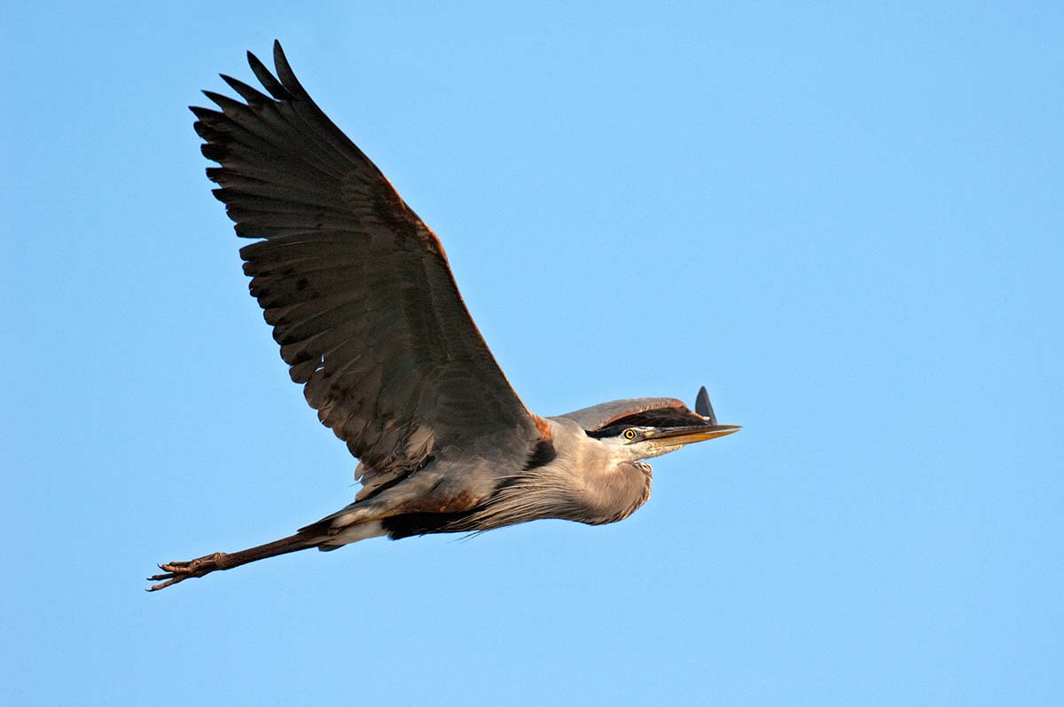 Great_blue_heron_2008_0006.jpg