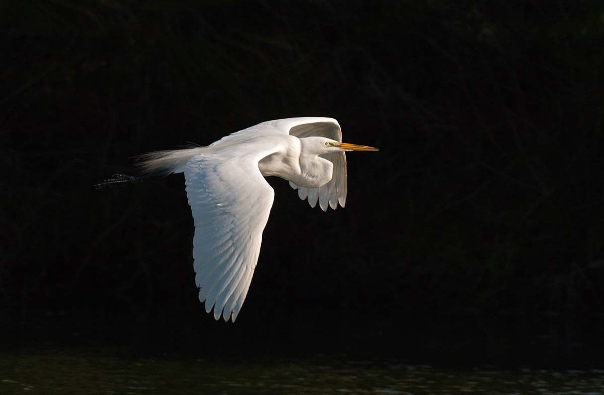 Great_egret_2008_0031.jpg