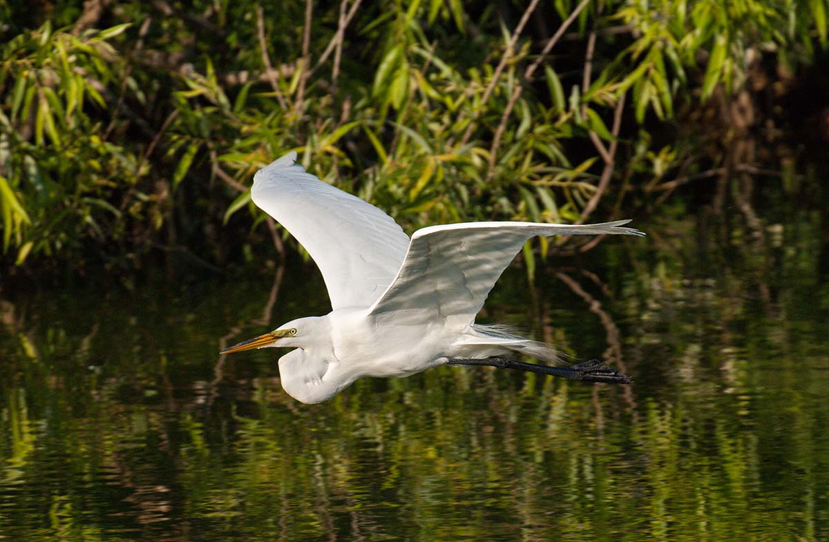 Great_egret_2008_0034.jpg