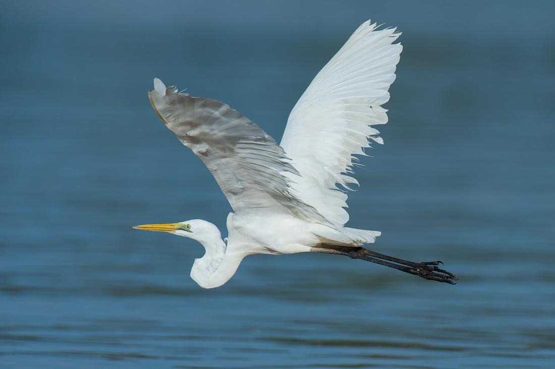 Great_egret_2014_0003.jpg