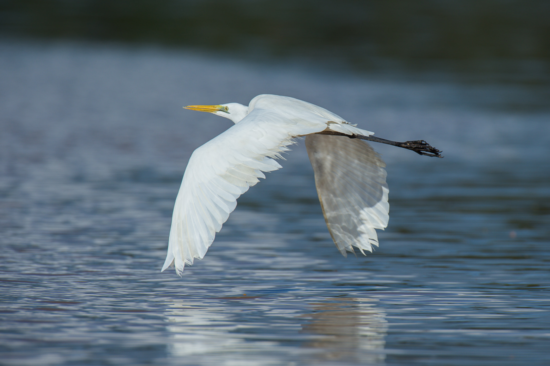 Great_egret_2014_0004.jpg