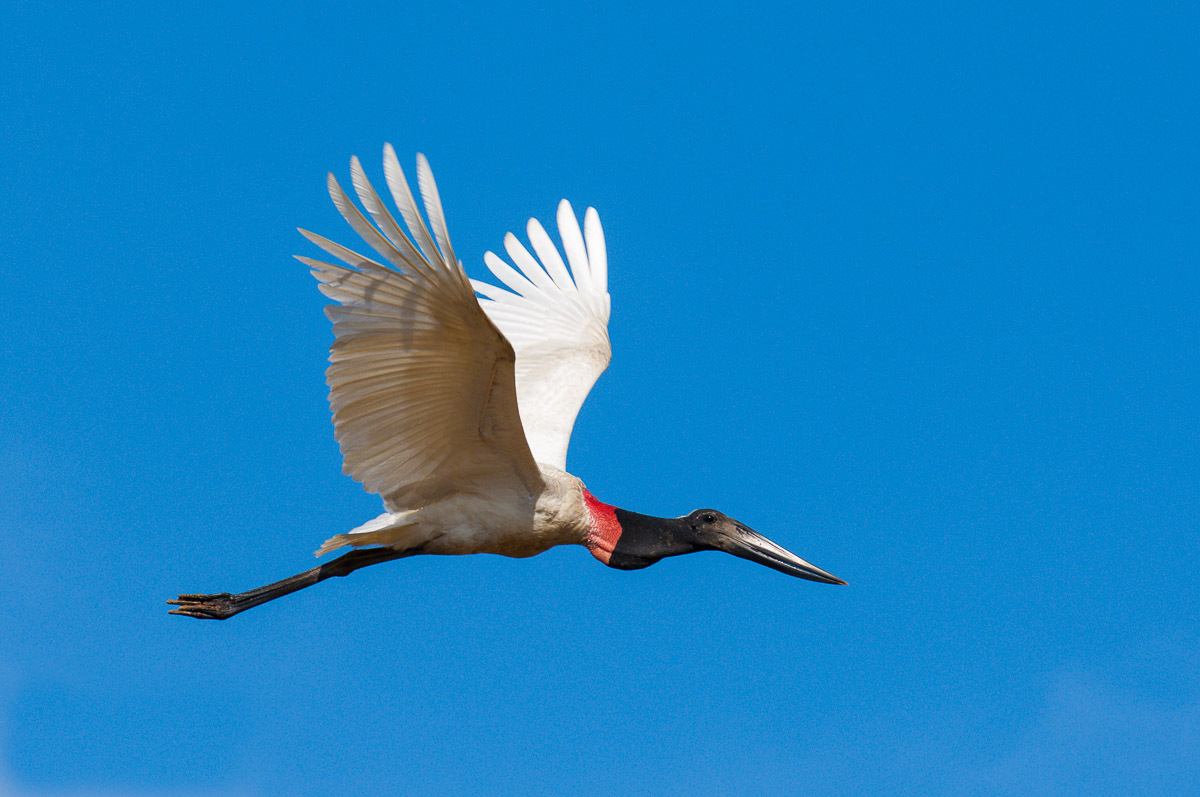 Jabiru stork, Belize, C.A.