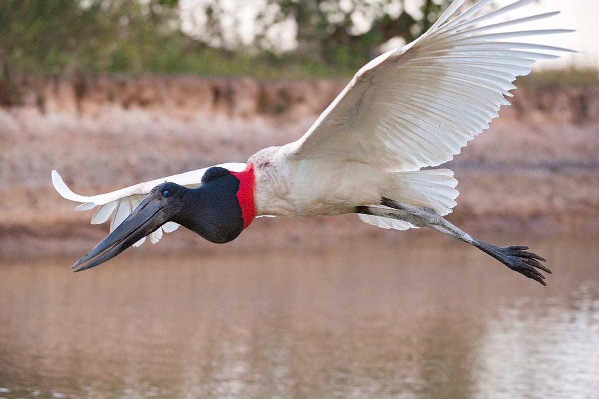 Jabiru_stork_2009_0023.jpg