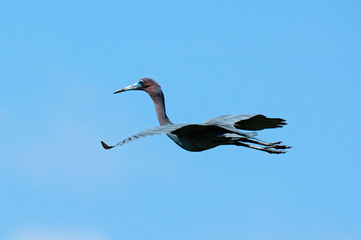 Little_blue_heron_2008_0006.jpg