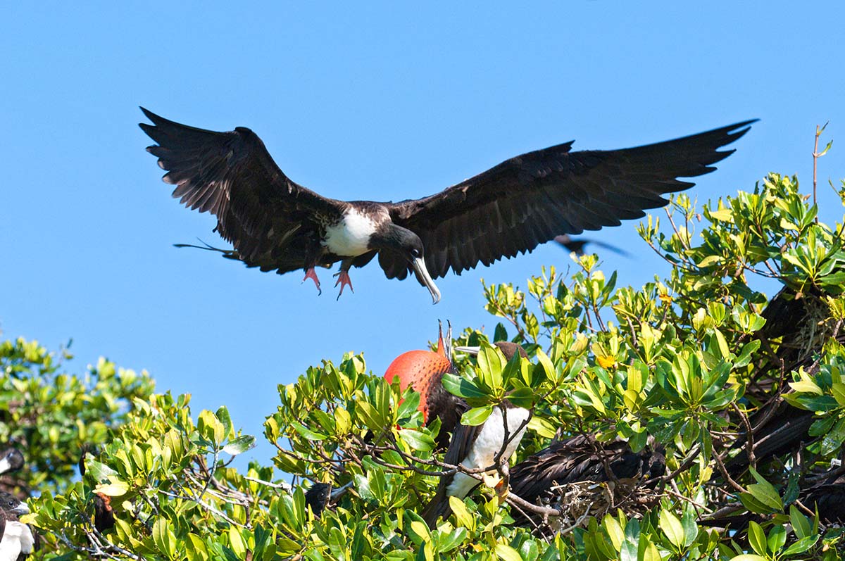 Magnificent_frigatebird_2008_0054.jpg