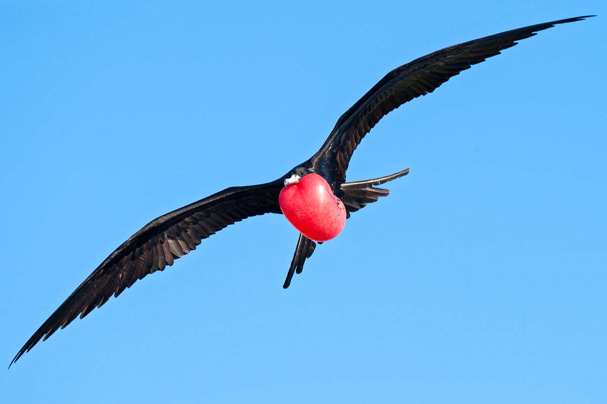 Magnificent_frigatebird_2010_0006.jpg