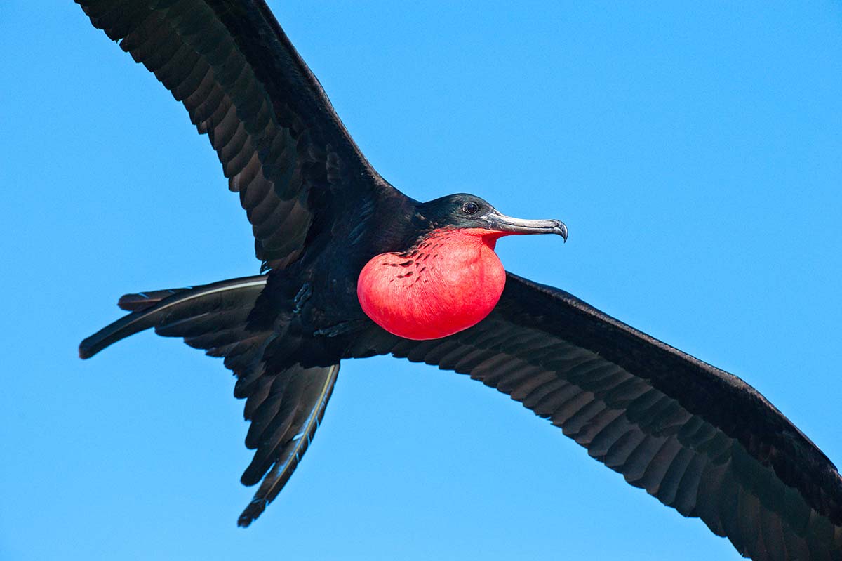 Magnificent_frigatebird_2008_0009.jpg