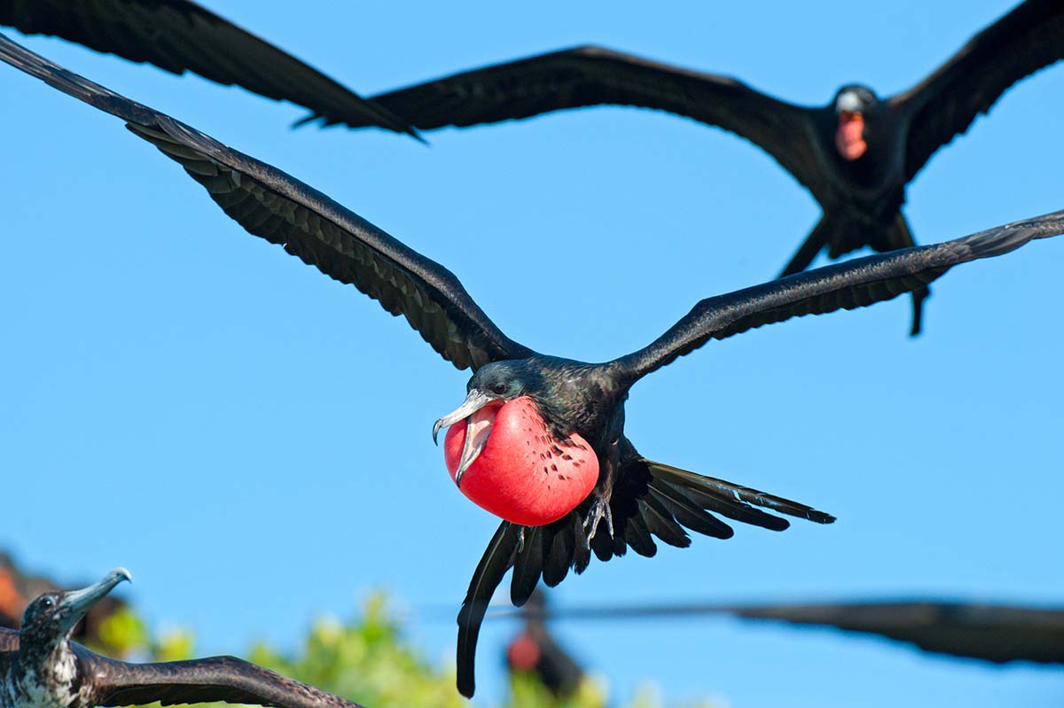 Magnificent_frigatebird_2008_0021.jpg