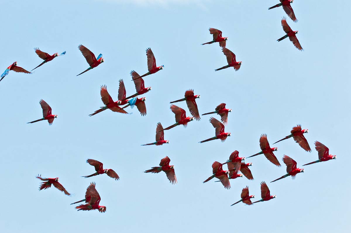 Red_green_macaw_2005_0024.jpg