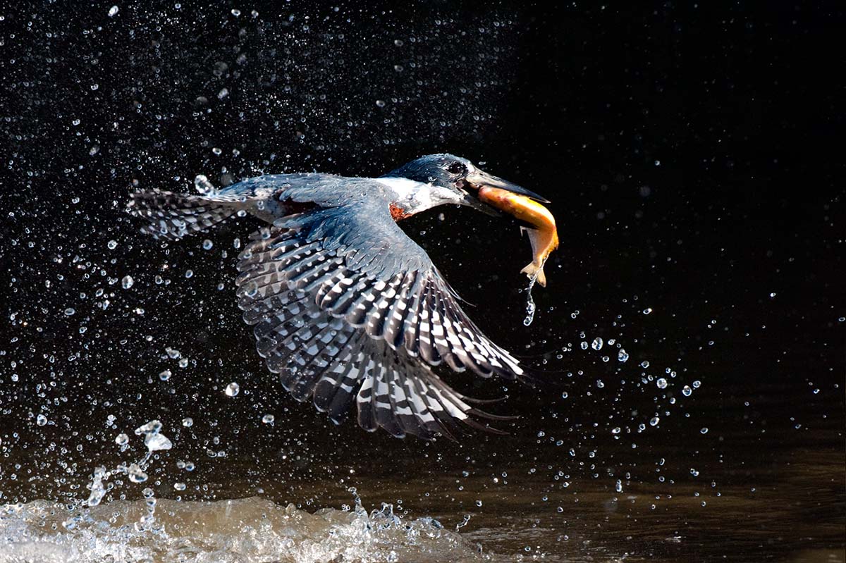 Ringed_kingfisher_2009_0004.jpg