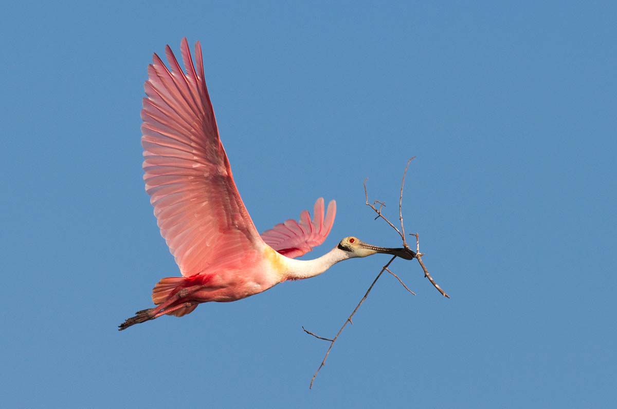 Roseate_spoonbill_2008_0010.jpg