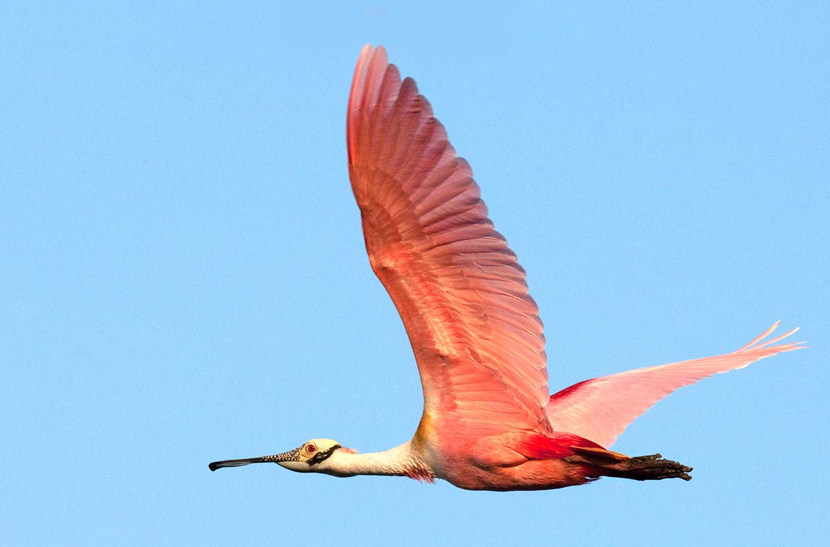 Roseate_spoonbill_2008_001.jpg