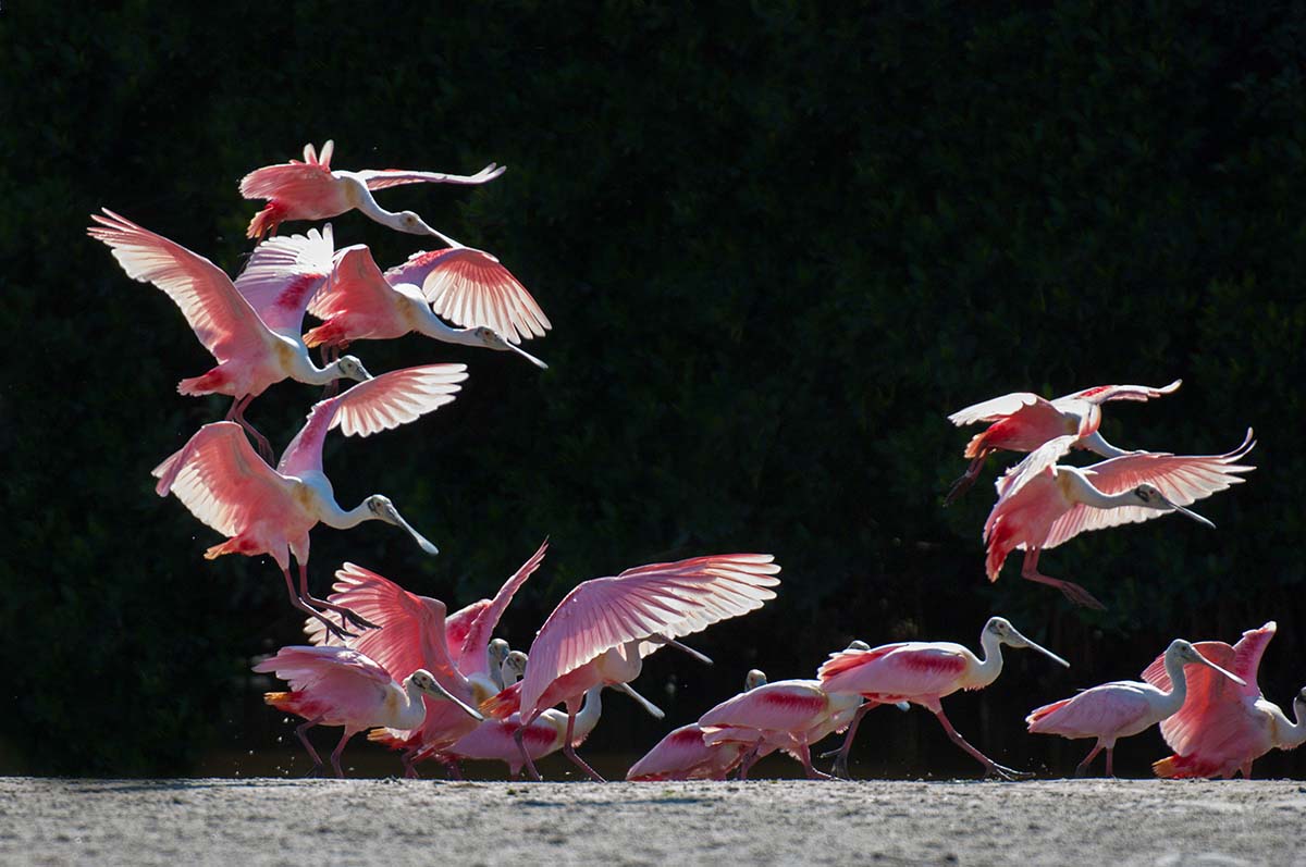 Roseate_spoonbill_2008_0028.jpg