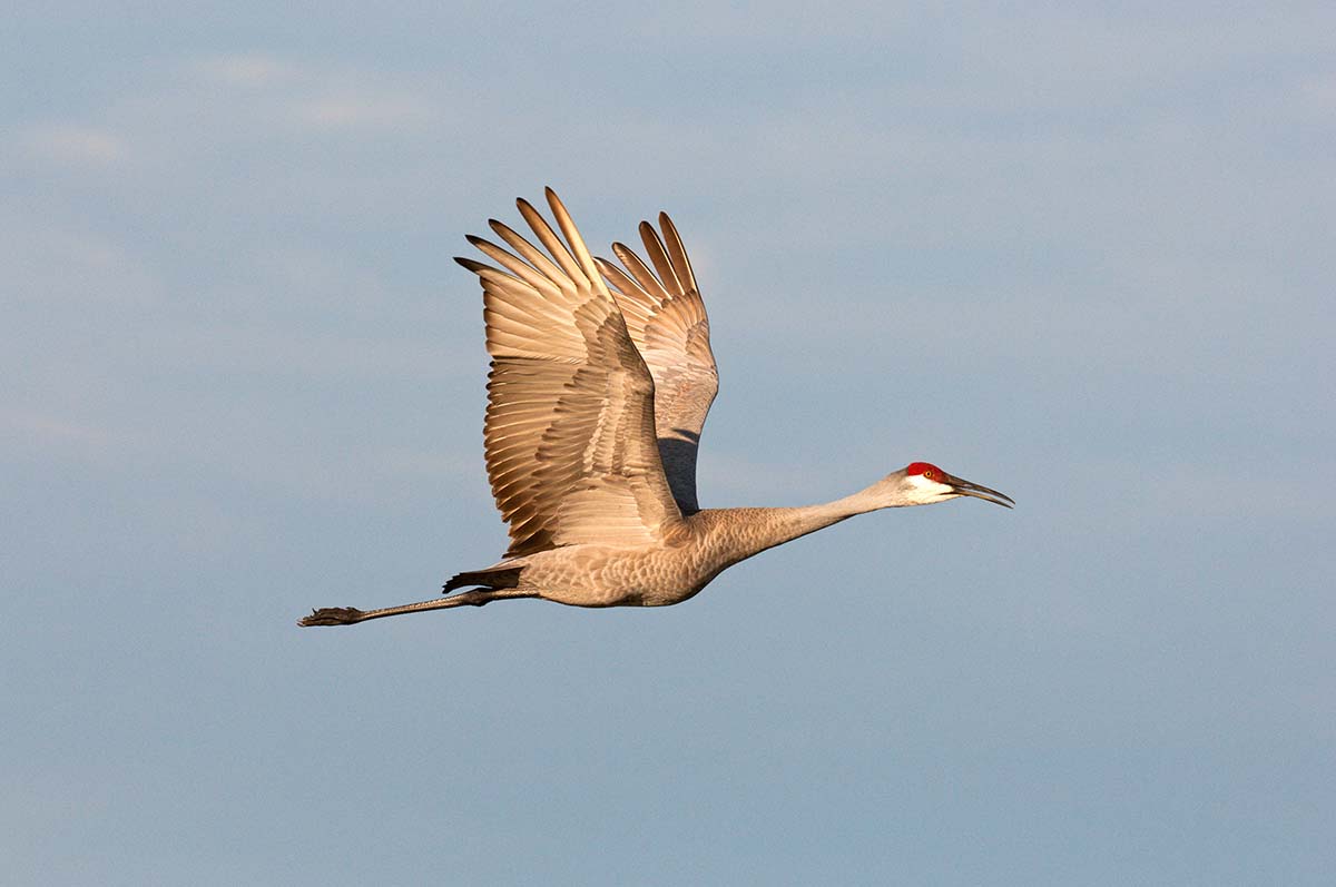 Sandhill_crane_2008_0004.jpg