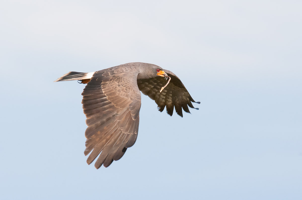 Snail kite, Florida