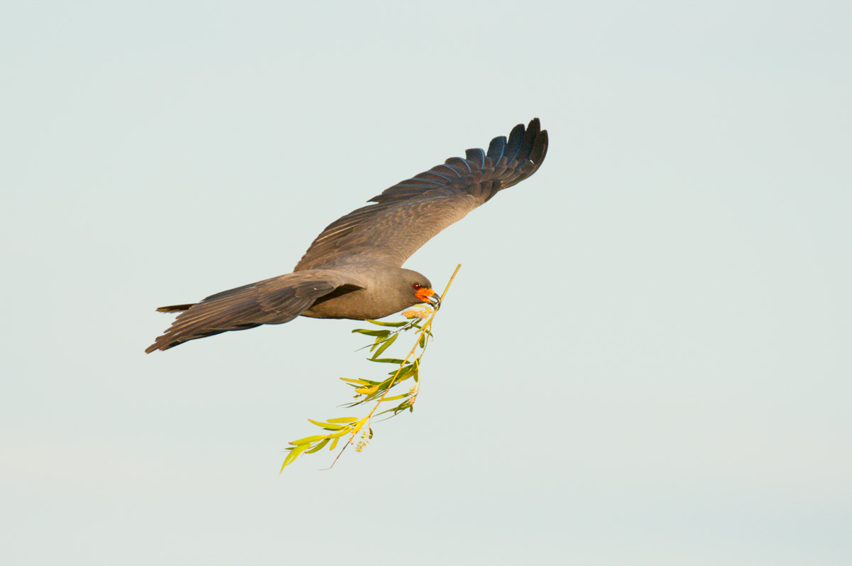 Snail kite, Florida