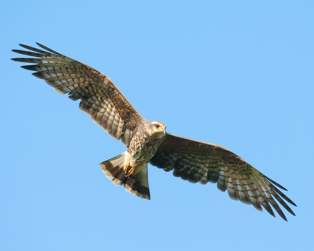 Snail kite, Florida