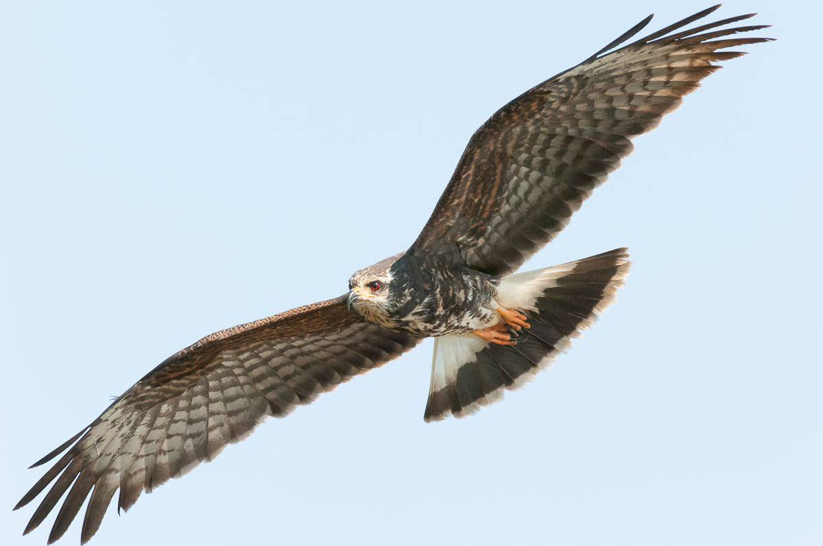 Snail kite, Florida