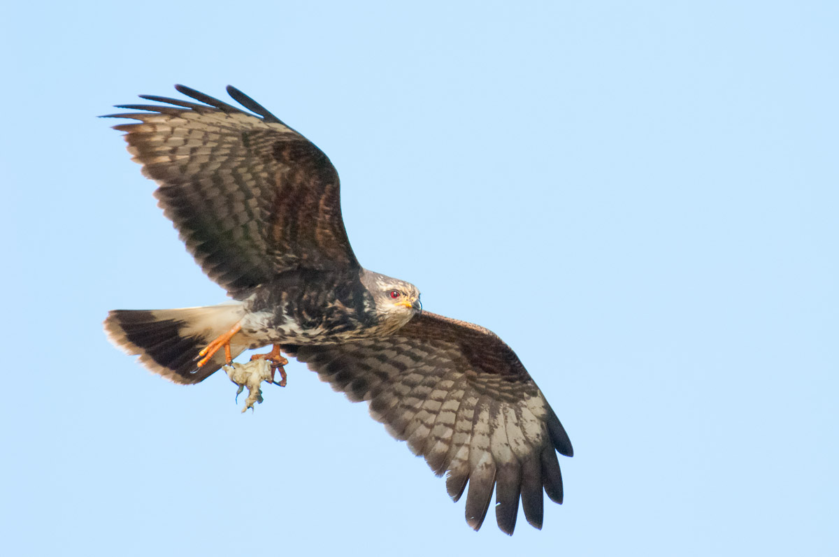 Snail kite, Florida