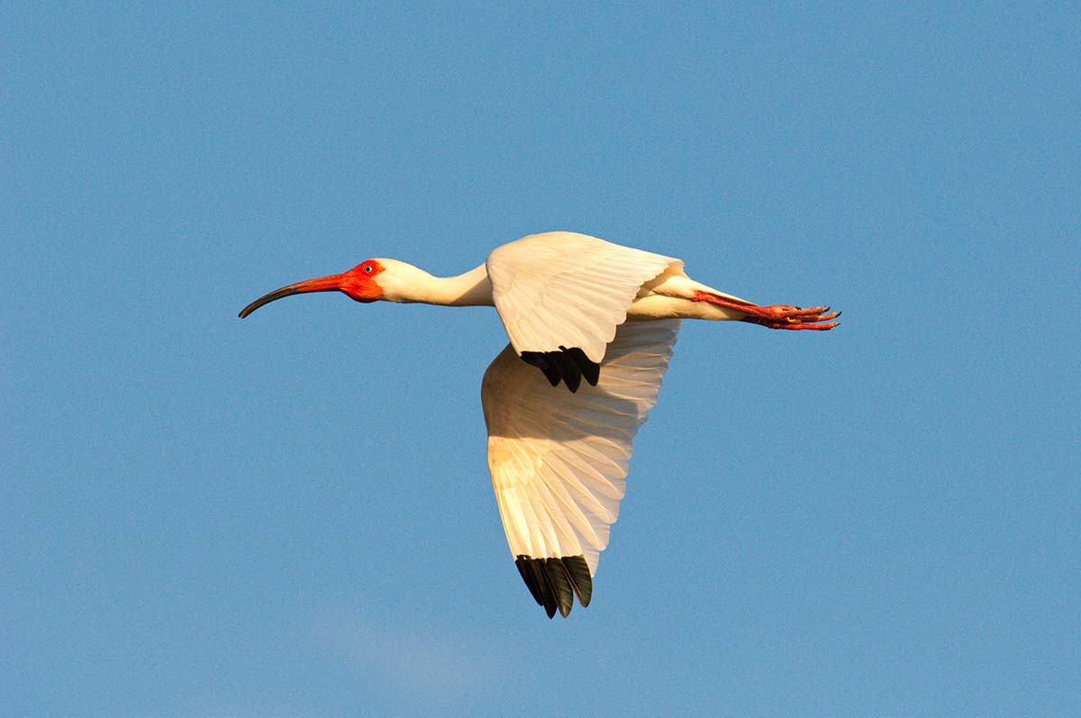 White_ibis_2008_0001.jpg