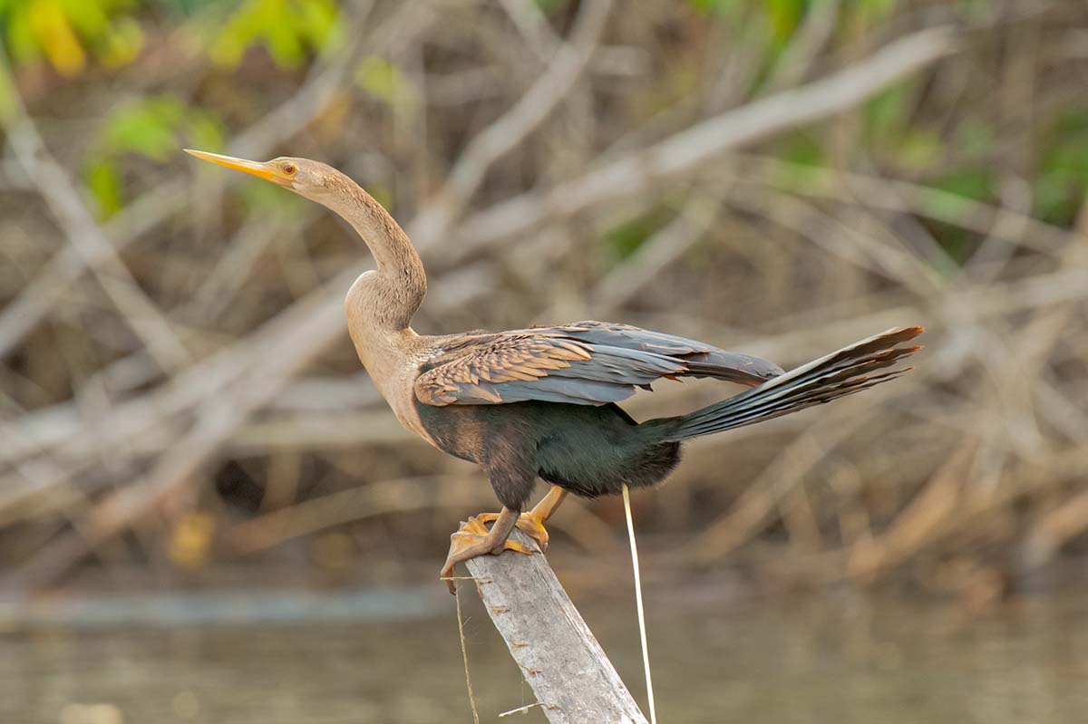 Anhinga_2011_0001.jpg