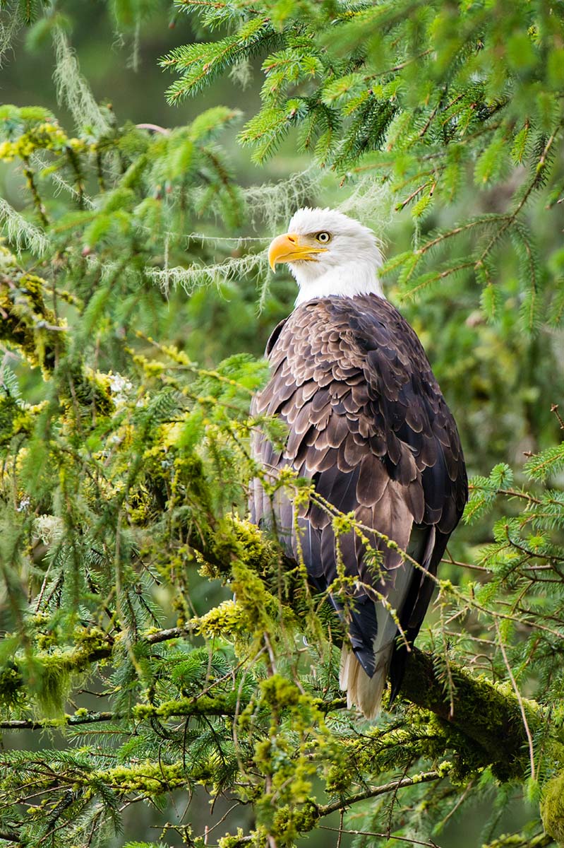 Bald_eagle_2012_0001.jpg