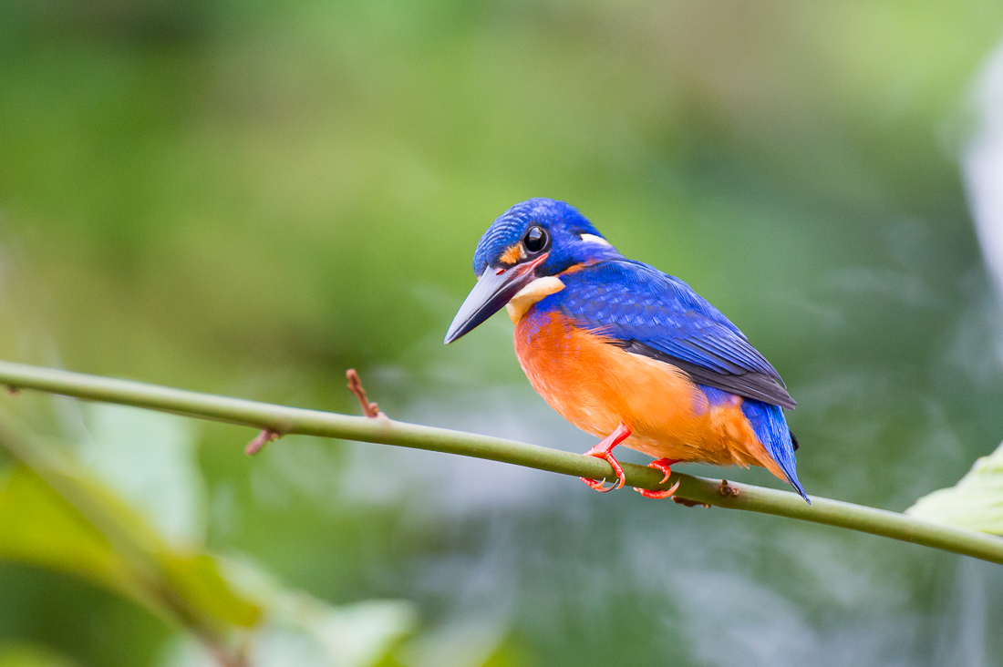 Colorful blue-eared kingfisher, Alcedo meninting, perching on a tree on the riverbank of the Kinabatangan river, rainforest of Sabah, Borneo, Malaysia, South East Asia.