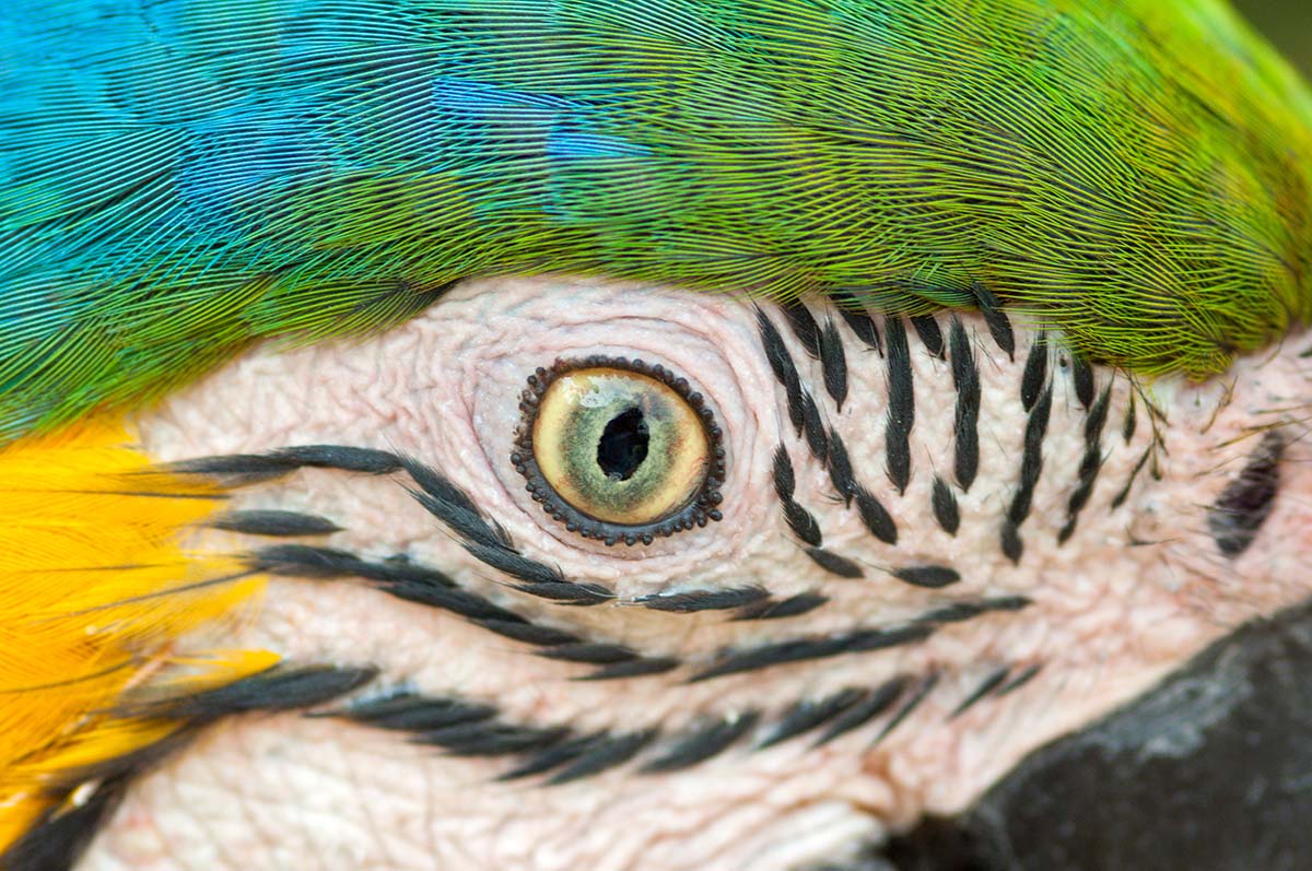 Blue_yellow_macaw_eye_2007_0001.jpg