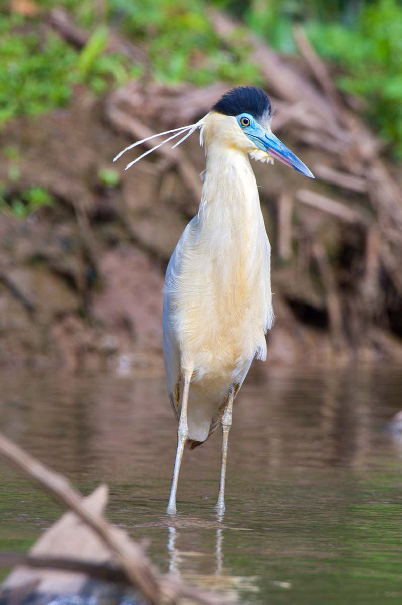 Capped_heron_2006_0004.jpg