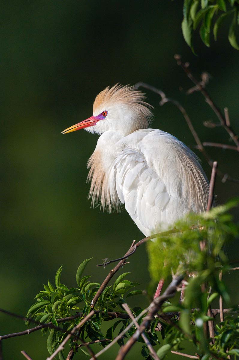 Cattle_egret_2008_0001.jpg