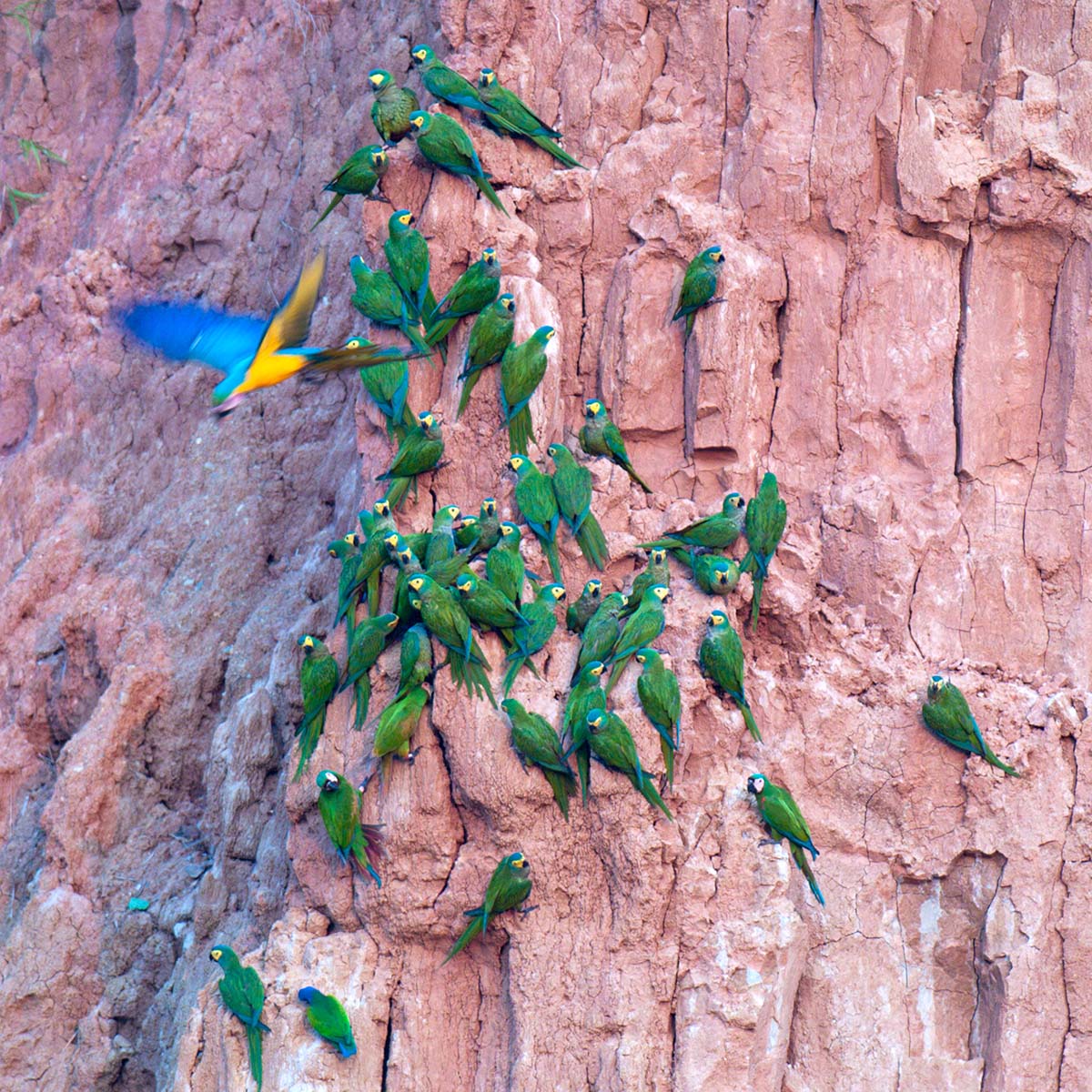 Chestnut-fronted_macaws_0001.jpg