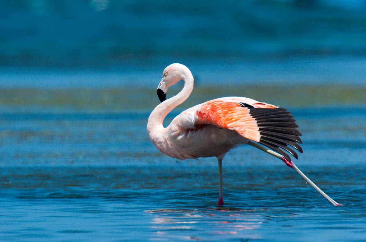 Chilean_flamingo_2004_0006.jpg