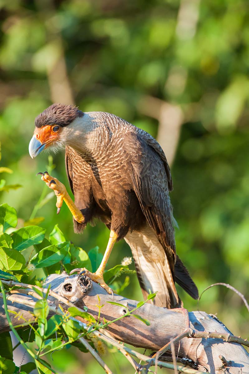 Crested_caracara_2009_0004.jpg