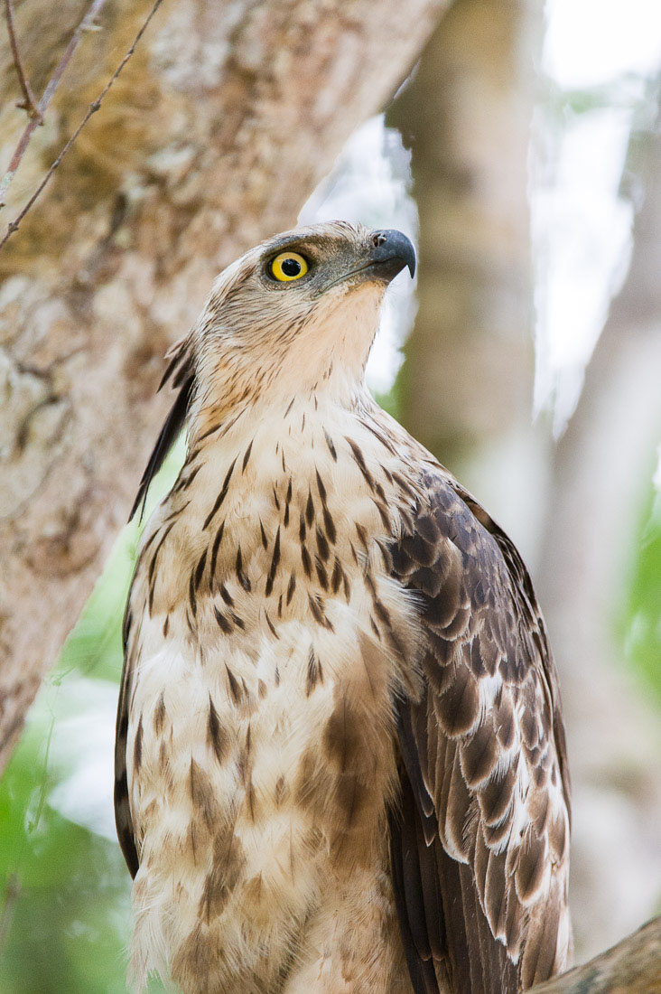 Crested hawk-eagle, Nisaetus cirrhatus, at Wilpattu National Park, Sri Lanka, Asia. Nikon D4, 200-400mm, f/4.0, VR