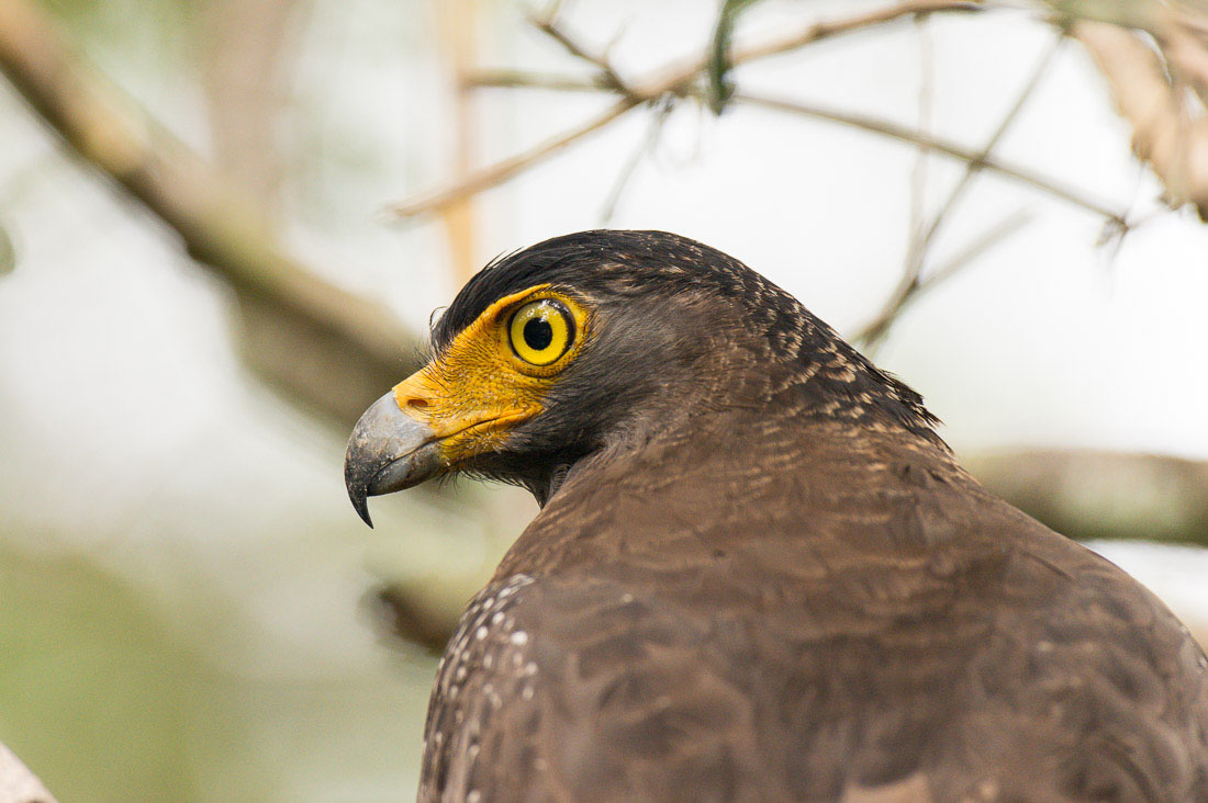 Crested serpent eagle, Spilornis cheela, at Wilpattu National Park. Sri Lanka, Asia. Nikon D4, 500mm, f/4.0, TC-14 E II