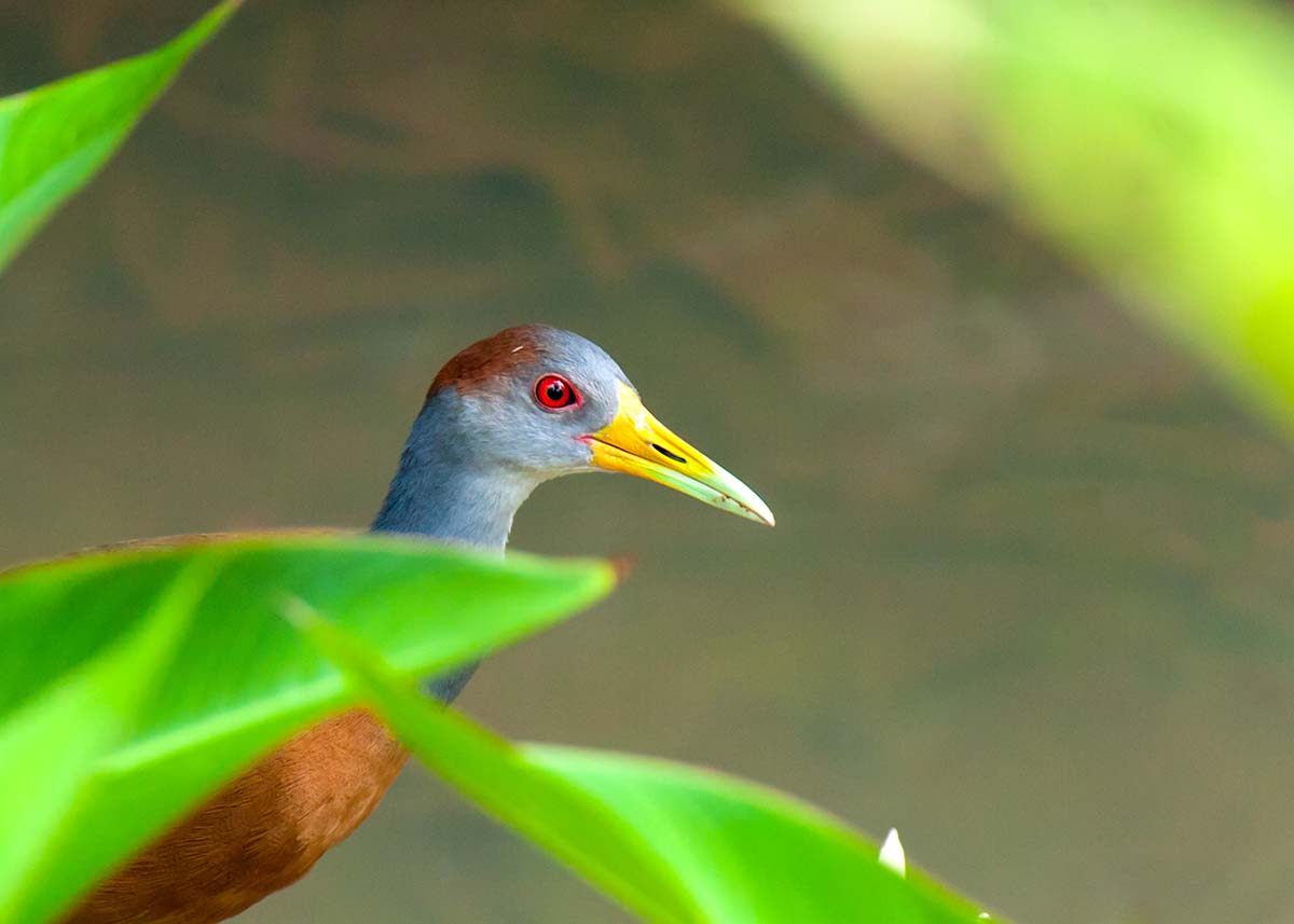 Gray_necked_wood_rail_0002.jpg