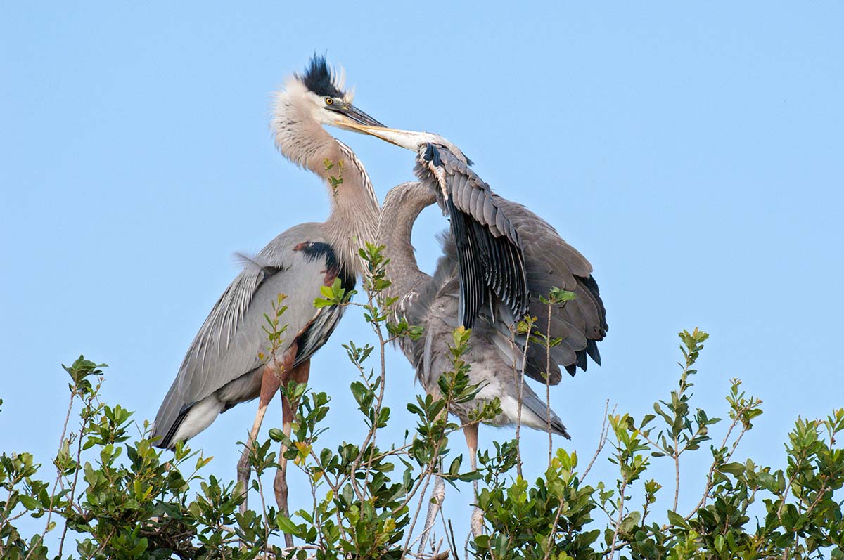 Great_blue_heron_2008_0017.jpg