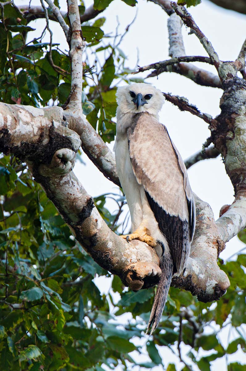 Harpy_eagle_2006_0008.jpg