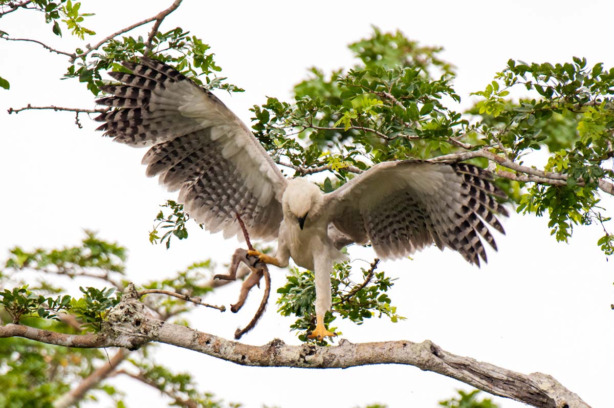 Harpy_eagle_2006_0054.jpg