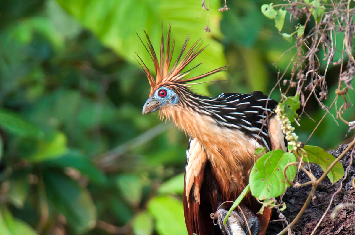 Hoatzin_0002.jpg