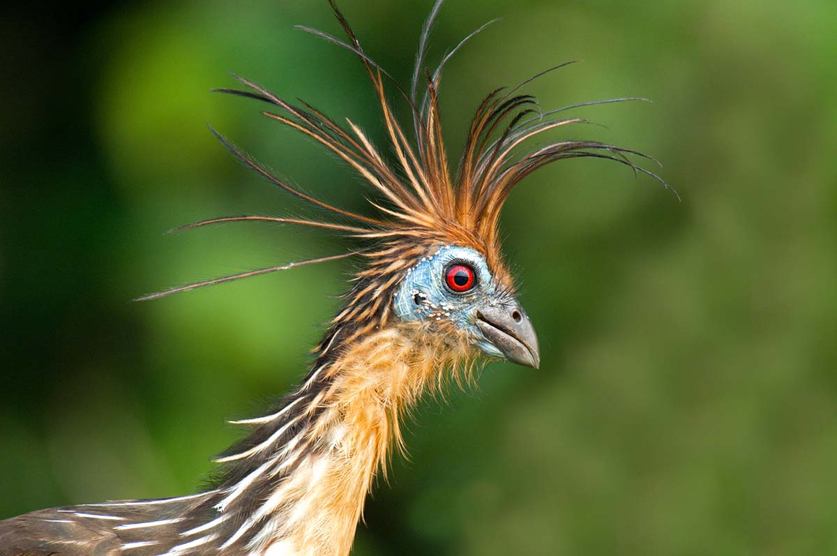 Hoatzin_2007_0006.jpg