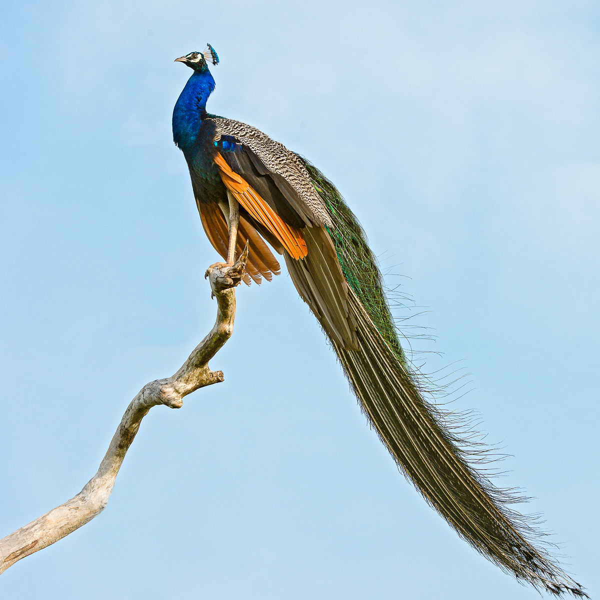 An extremely colorful and popular peaccok, the Indian peafowl, Pavo cistatus, enjoying the early morning sun at Wilpattu National Park, Sri Lanka, Asia. Nikon D4, 200-400mm, f/4.0. VR